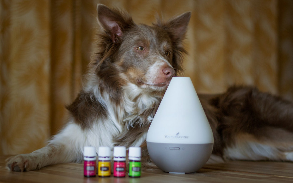 Beneficios de la aromaterapia para perros - Blog - Conjunto LAR de México